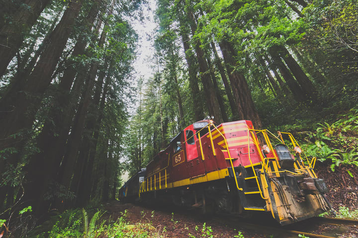 Wolf Tree Turn Scenic Train Tour di Mendocino