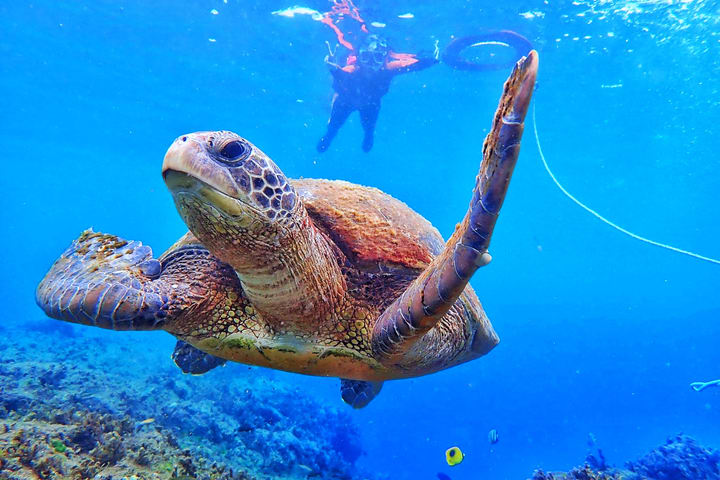 Xiao Liuqiu: Snorkeling Experience with Sea Turtles | Group Discounts Available