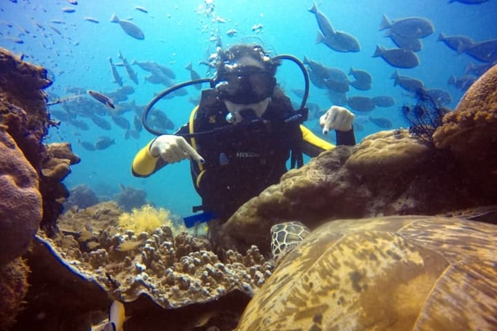 Discover Scuba Diving di Semporna Island