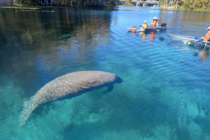 在 S 地点体验海牛与猴子透明独木舟或立桨冒险
