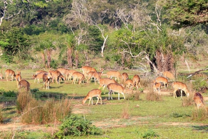 Wilpattu National Park Safari Drive dari Trincomalee