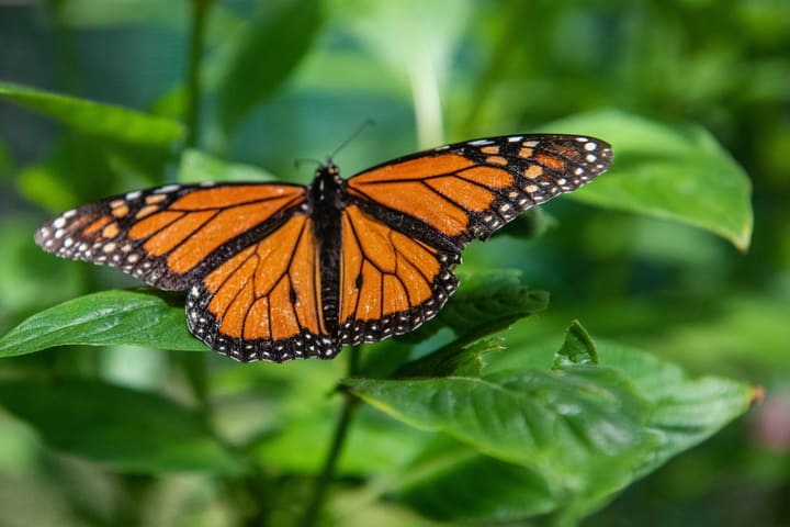 Australian Butterfly Sanctuary Cairns