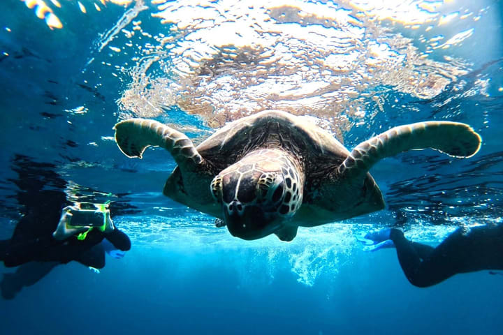 [Ishigaki Island/Half-Day] Blue Cave Exploration & Snorkeling (Okinawa)