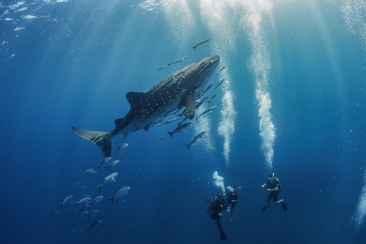 Discover Koh Tao Marvels in Half-Day Dive Trip with PADI 5* Center