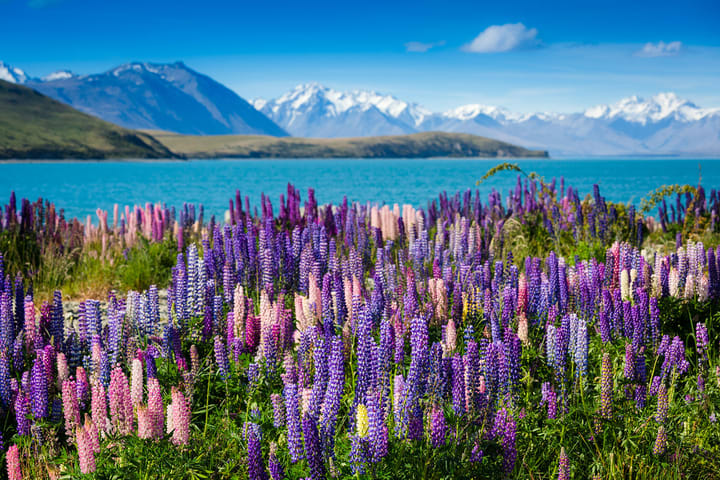 Mount Cook Day Tours antara Queenstown dan Christchurch