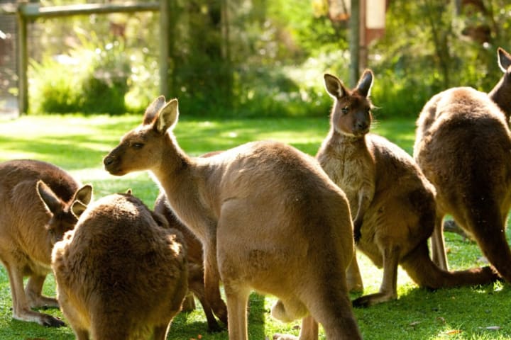 Tiket Healesville Sanctuary
