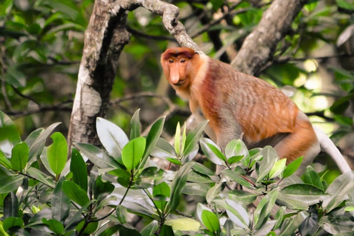 Proboscis Monkey Encounter Tour in Brunei