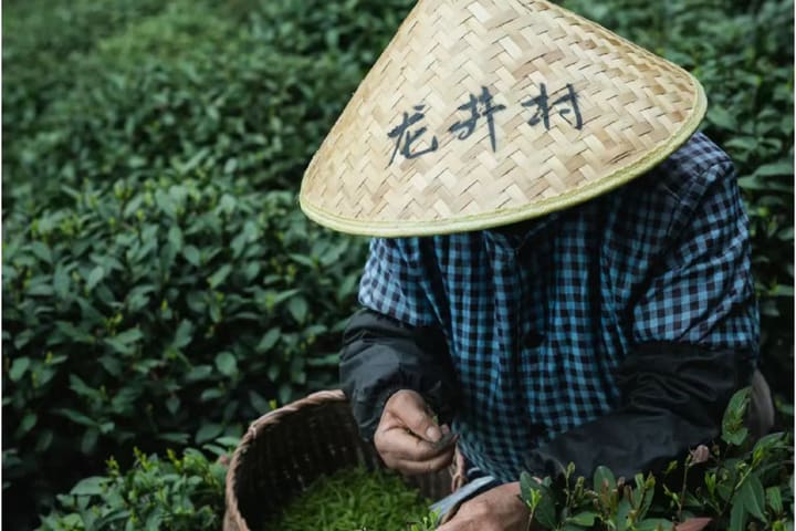Hangzhou Longjing Tea Plantation Half-Day Interactive Tour