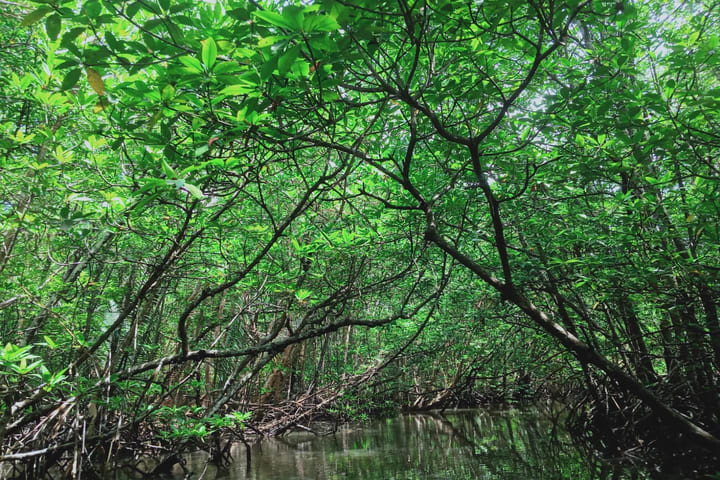 Tour Mangrove atau Kunang-kunang di Bintan