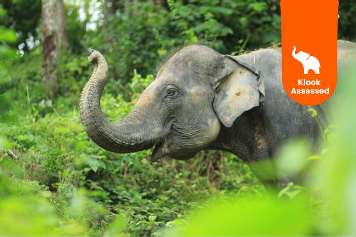 Phuket Elephant Care: Your Responsible & Authentic Welfare Programs