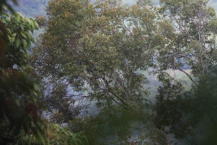 Tur Jalan Kaki Hutan Hujan Pagi Langkawi