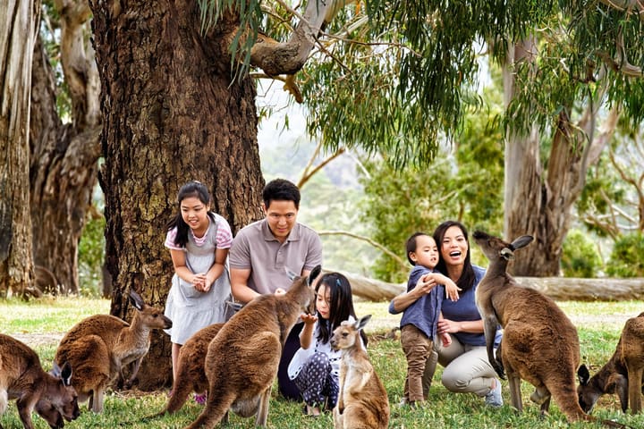 Tur Eksplorasi Alam Phillip Island dan Penguin Parade