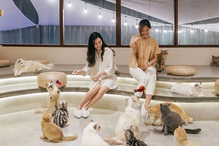 Tiket HOME by Tales of Paws (Cat Cafe) di Johor Bahru