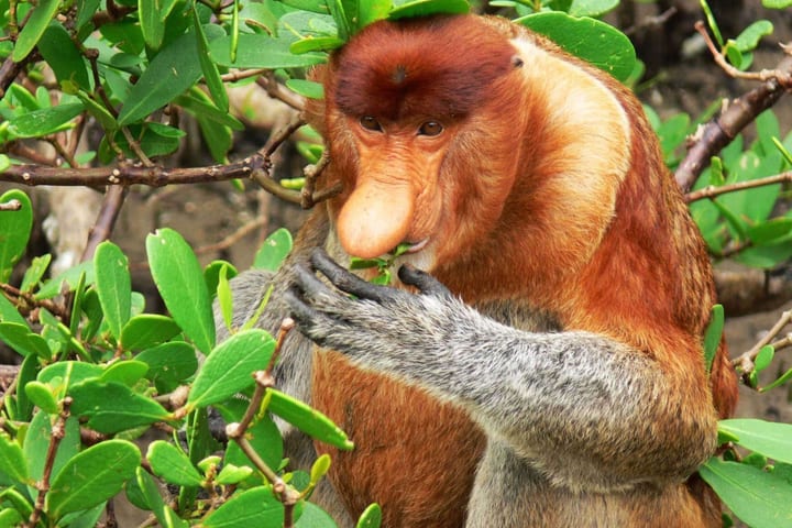 2D1N Sarawak Bako National Park Tour dengan Night Safari Walk