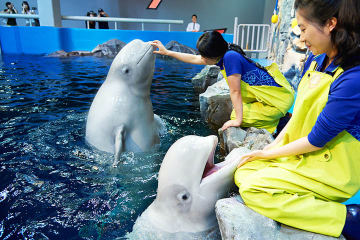 Aqua Planet Ticket in Yeosu