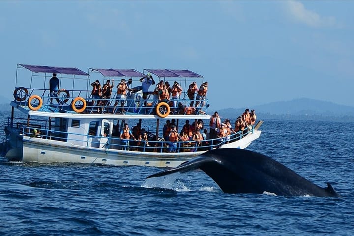 Whale and Dolphin Watching in Mirissa