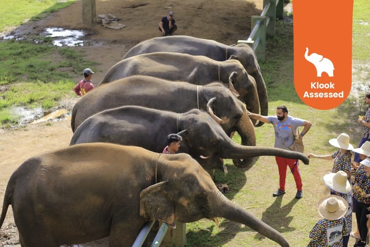 Kanta Elephant Half Day Tour dari Chiang Mai