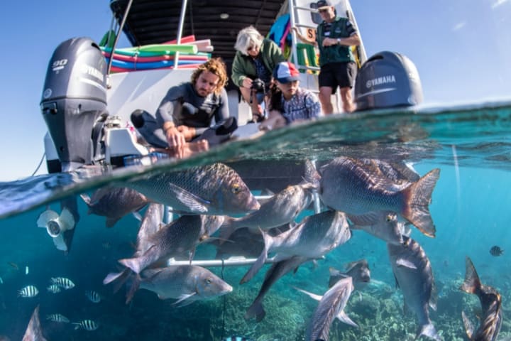 Coral Viewing and Snorkeling Tour di Coral Bay