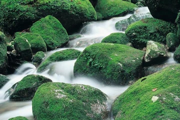 Yakushima Shiratani Unsuikyo Walking (1 Hari)