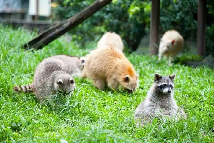 Farm Dream Estates Ticket in Hualien