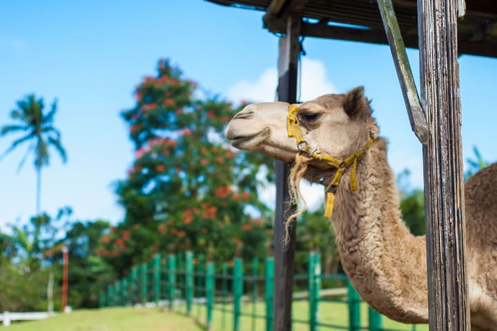 Tiket Paradizoo di Tagaytay
