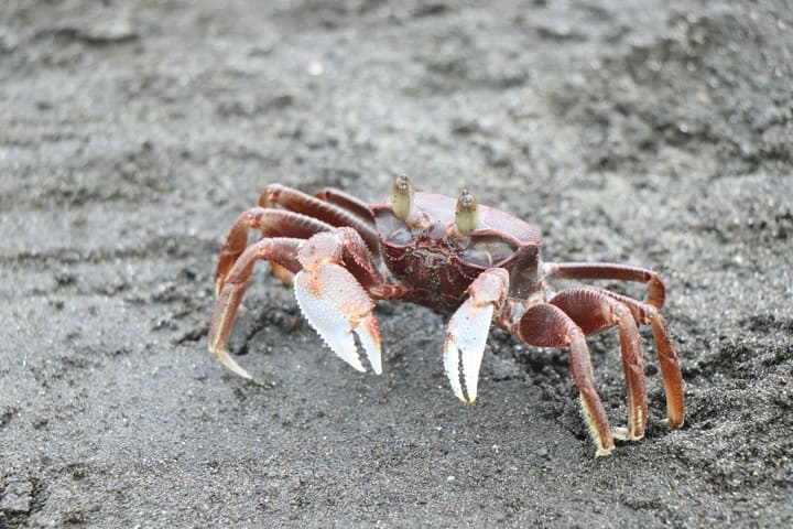 「崎峰月牙湾钓沙蟹」半日海滨互动之旅