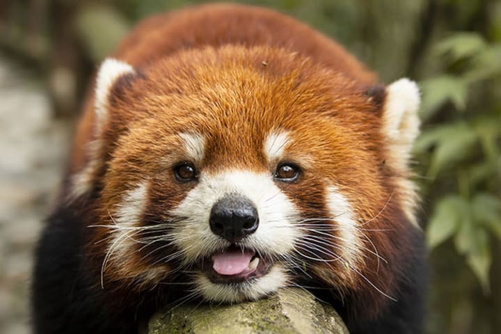 Chengdu Dujiangyan & Panda Valley Day Experience