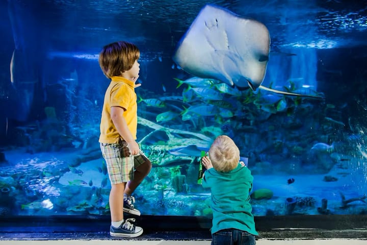 Tiket SEA LIFE San Antonio