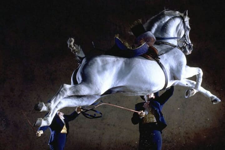 Andalusian horse show ticket in Jerez de la Frontera