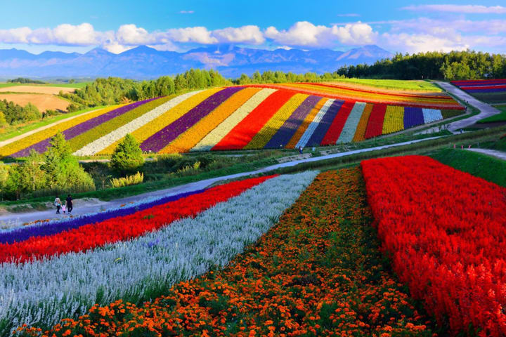 Tur Sehari Hokkaido Furano, Jepang | Pertanian Tomita + Bukit Shikisai-no-oka + Jadwal Terbatas Musiman