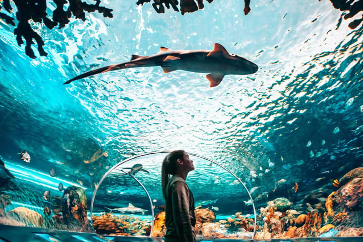 加拿大里普利水族馆：夜探鲨鱼