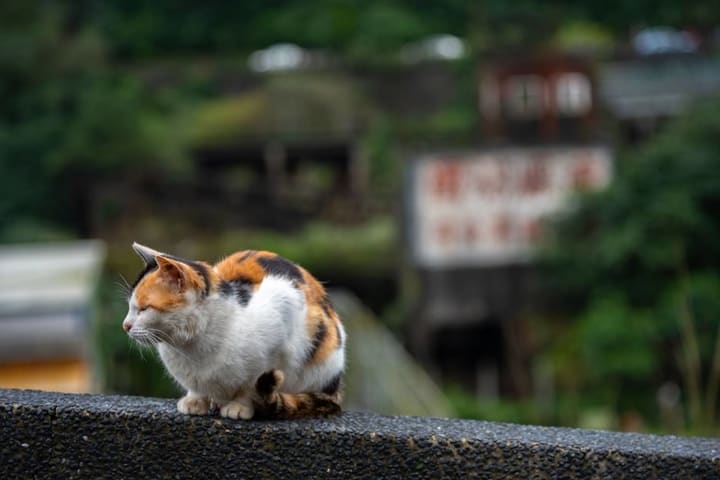 Tur Pribadi Setengah Hari Jiufen & Cat Village di Taipei