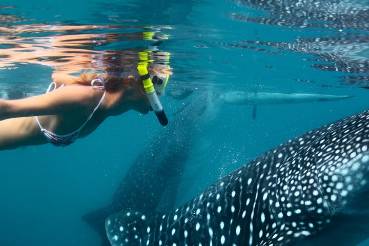 Oslob Whale Shark Watching Experience in Cebu