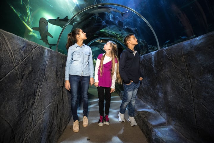 SEA LIFE Hannover Admission Ticket