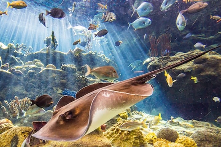 [Masuk Jalur Khusus] The Florida Aquarium di Tampa