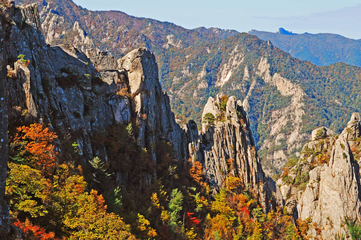 Autumn Scenery Naejang & Seorak National Park Maple leaves Day Tour