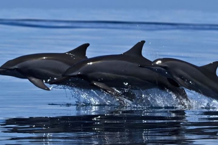Whale and Dolphin Watching di Trincomalee