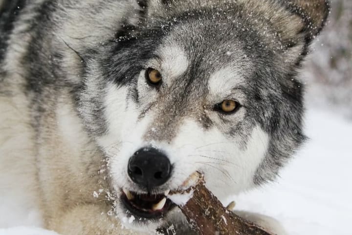 Yamnuska Wolfdog Sanctuary Admission and Tour