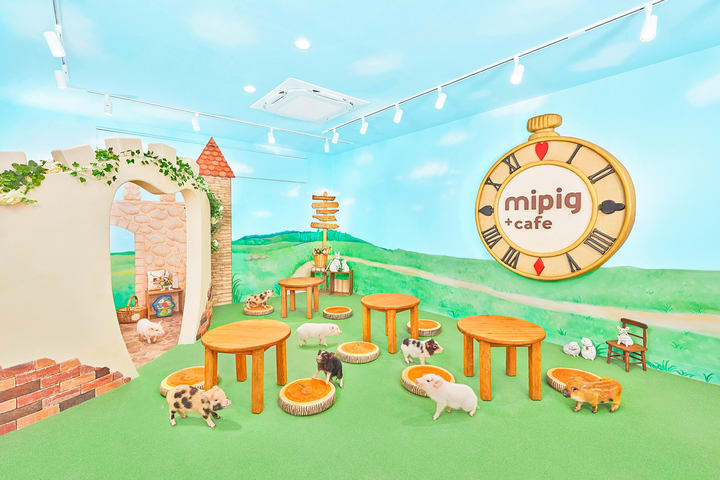 福冈天神 Micro Pig Cafe 迷你猪咖啡厅体验