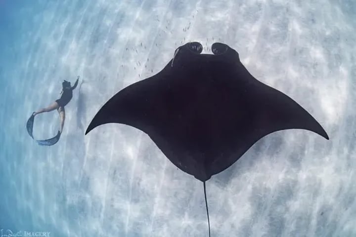 Berenang bersama Pari Manta di Ningaloo Reef