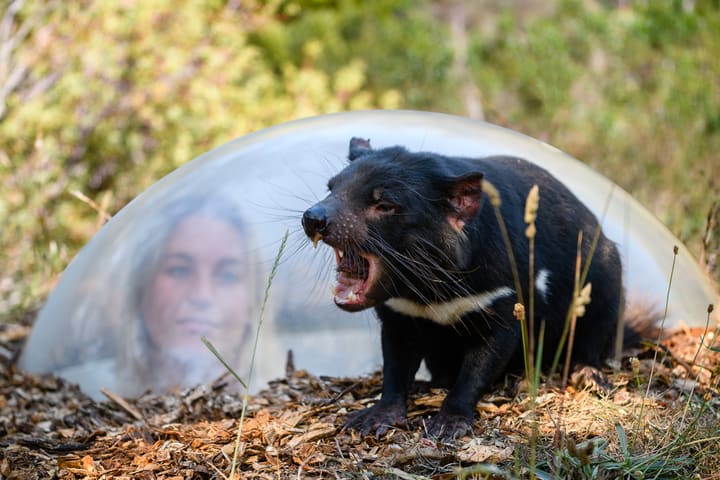 Tasmanian Devil Unzoo Admission in Tasmania
