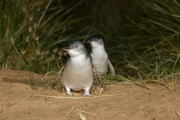 Tur Terpandu Sehari Penuh Melbourne Phillip Island dengan Parade Penguin