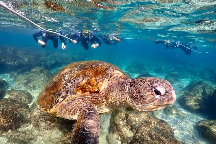 Pingtung: Xiao Liuqiu Mr. Krabs Snorkeling Experience (Photo Included)