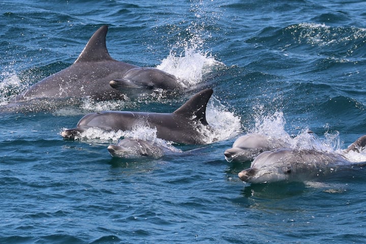 Jervis Bay Dolphin Watch Cruise Tour
