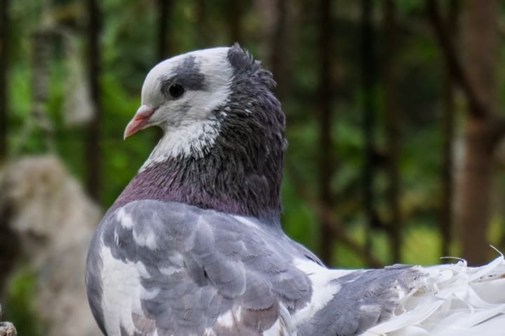 Tiket Phuket Bird Park
