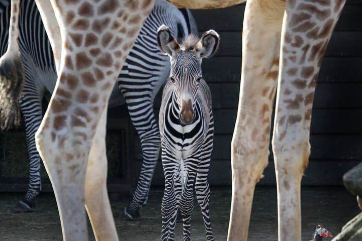 ARTIS Royal Zoo Admission in Amsterdam