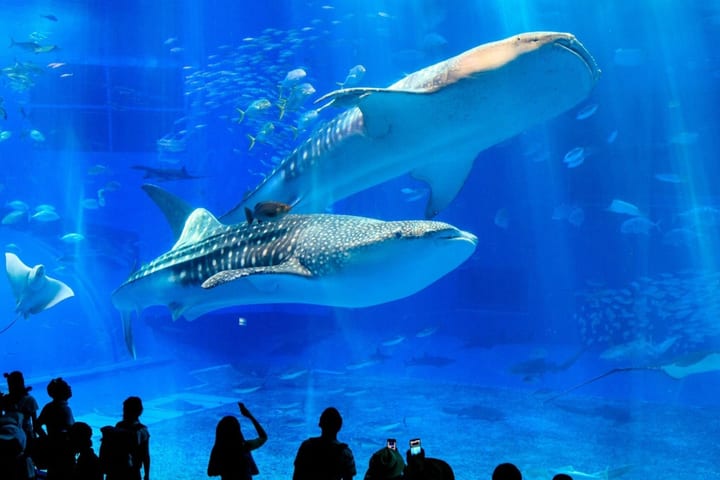 冲绳美丽海水族馆与古宇利岛一日游