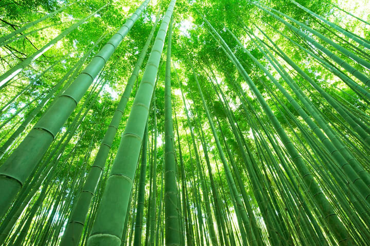 Tur Jalan Kaki Arashiyama Kyoto: Sagano Bamboo Grove & Tenryu-ji