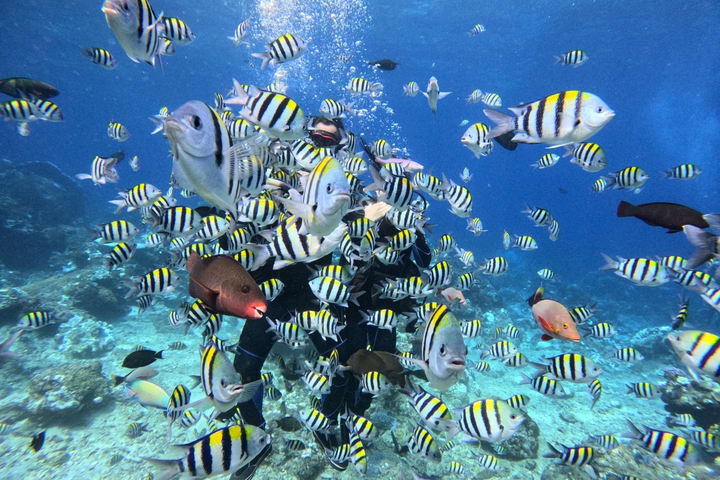 Taitung: Green Island Cape Hope Snorkeling and Discover Scuba Diving Tour