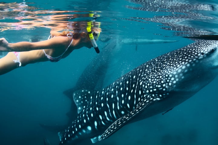 3 Day Cebu Highlights Tour
